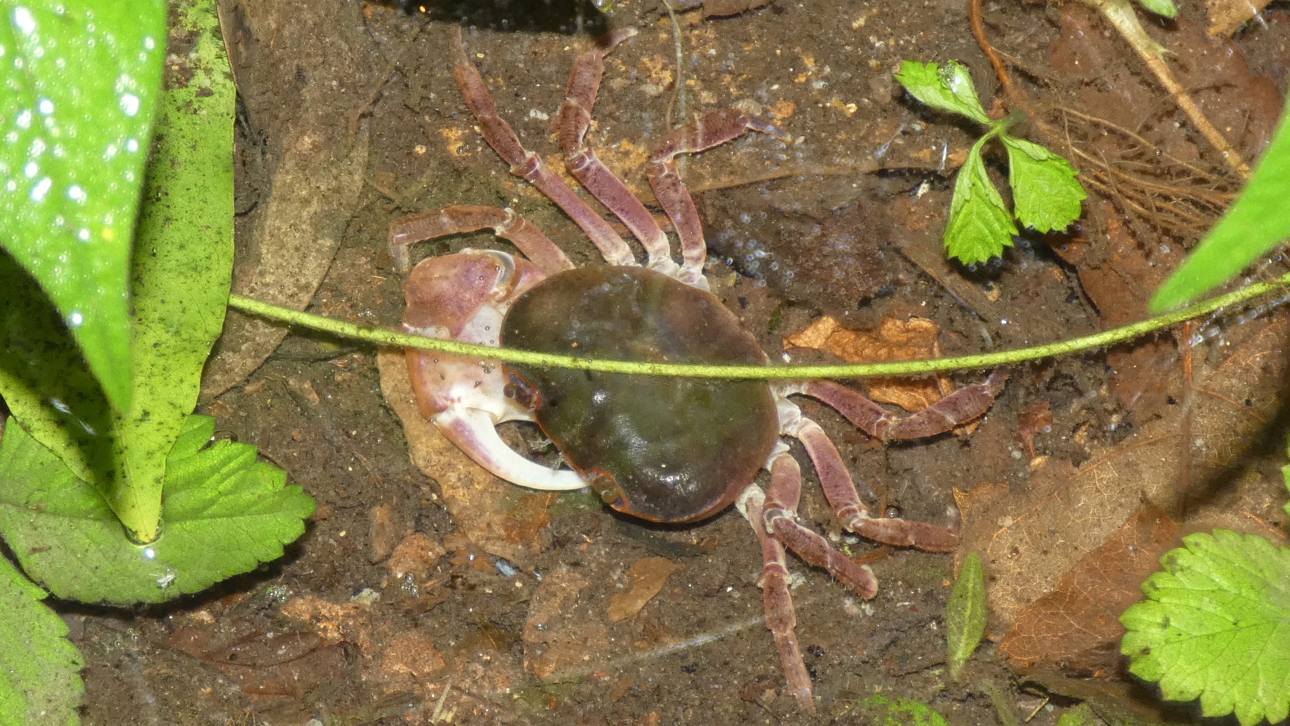 クモ、カニ、ムカデなど